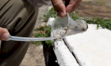 Após 400?aumento, casos de dengue começam a diminuir em Viçosa