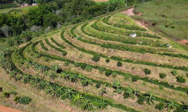 Professor da UFV é um dos autores de livro sobre cafeicultura e mudanças climáticas
