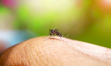 Viçosa registra terceira morte por dengue em 2025
