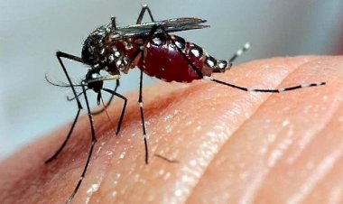 Viçosa registra mais 59 casos de dengue