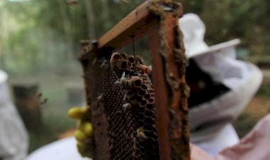 Senar oferece nove cursos gratuitos para cidades da região