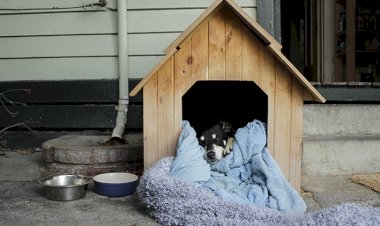 PMV realiza Oficina de Soluções para Pet Comunitário