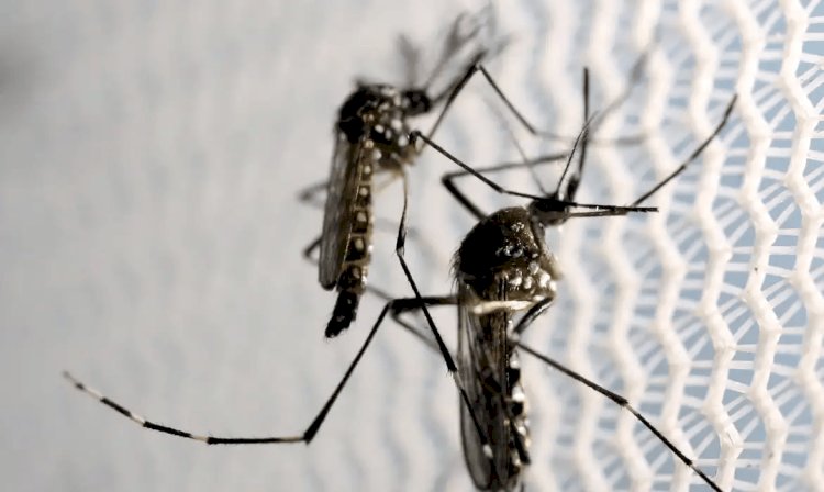 Governo de Minas distribuirá testes rápidos de dengue