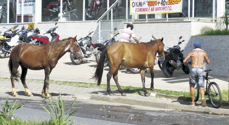 Cavalos poem em risco moradores do Belvedere