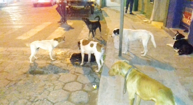 Prefeito pede providências à Polícia Civil no caso de envenenamento de cães