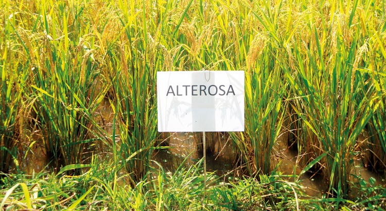 Epamig lança novo arroz para cultivo em várzeas mineiras