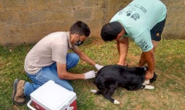 Viçosa inicia vacinação antirrábica em agosto; confira o cronograma
