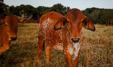 Pesquisa realizada na UFV conquista Prêmio Capes de Tese na área de Zootecnia