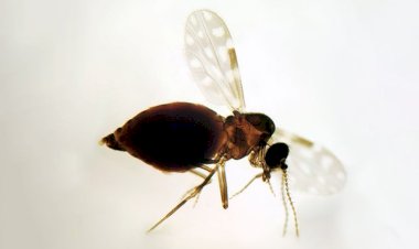 Guiricema registra primeiro caso de Oropouche em 2025