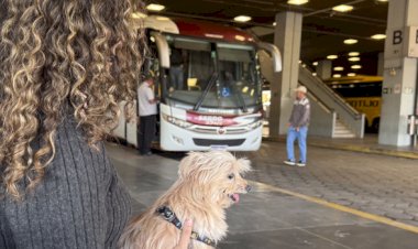 Governo de Minas regulamenta transporte de cães e gatos de pequeno porte em ônibus intermunicipais