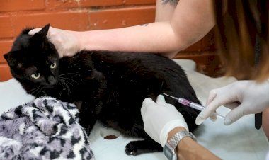 Ervália realiza Dia D da Vacinação Antirrábica neste sábado