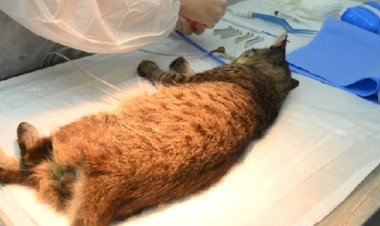 Ervália oferece castração gratuita de cães e gatos