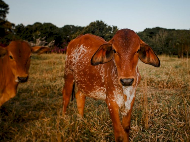 Pesquisa realizada na UFV conquista Prêmio Capes de Tese na área de Zootecnia