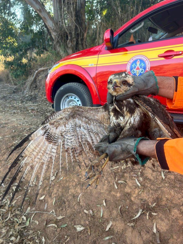 Gavião ferido em incêndio na UFV é resgatado 