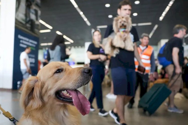 Governo lança Plano de Transporte Aéreo de Animais