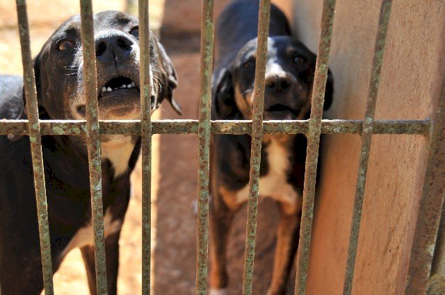 ALMG: promulgada Lei que proíbe procriação e entrada de pit bulls em Minas Gerais