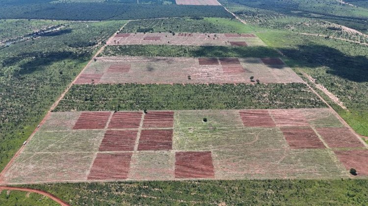 Laboratório da UFV coordena um dos maiores experimentos de restauração do mundo