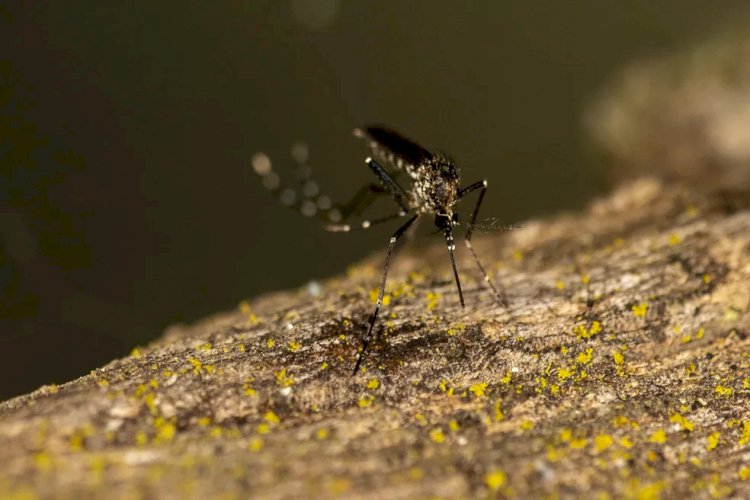 Viçosa registra mais um caso de Chikungunya e três de Dengue