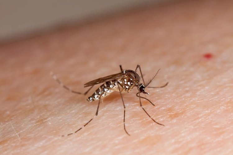 Viçosa registra mais 13 casos de dengue e dois de chikungunya