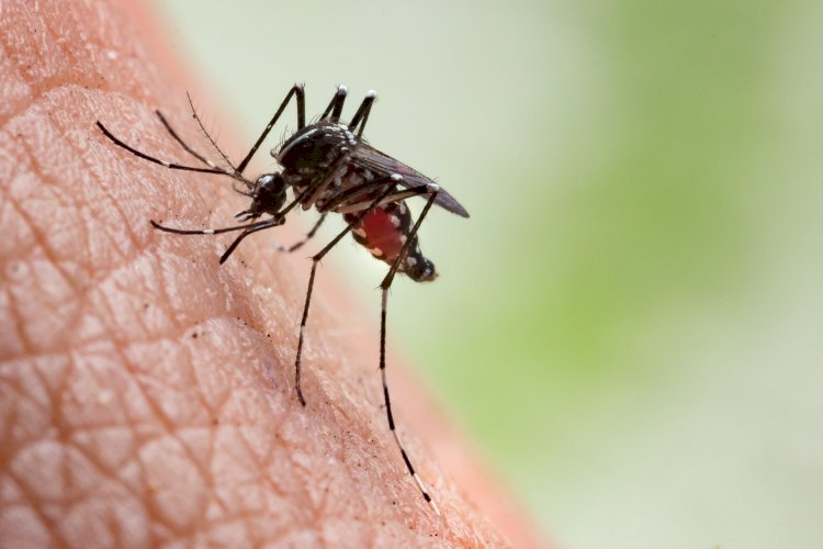 Viçosa registra segunda morte por dengue em 2025