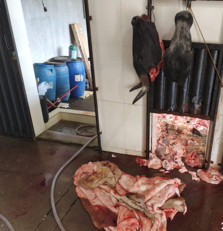 Polícia ambiental fecha abatedouro clandestino em Ervália e aplica multa de meio milhão