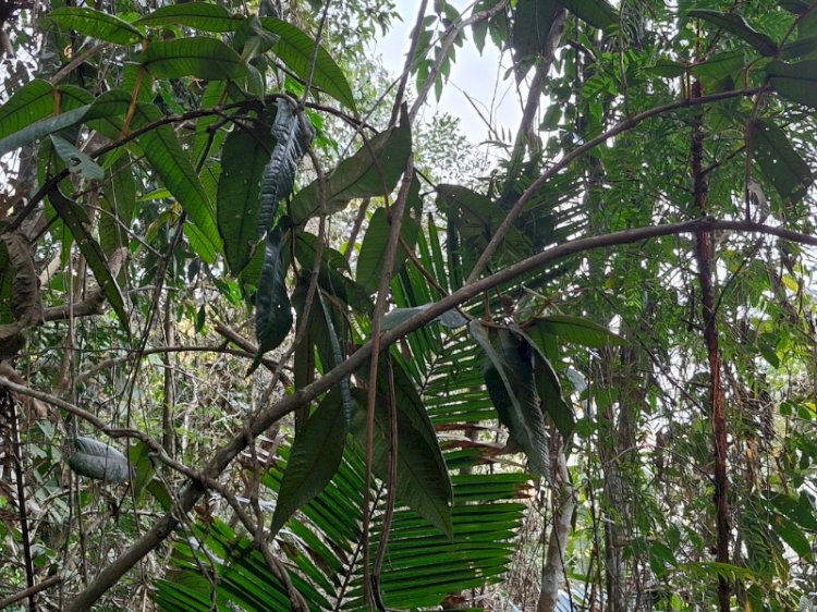Pesquisadores da UFV descobrem nova espécie de árvore em Minas Gerais
