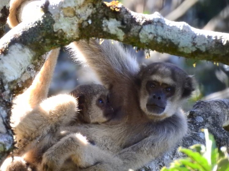 Serra do Brigadeiro recebe projeto de proteção aos Muriquis