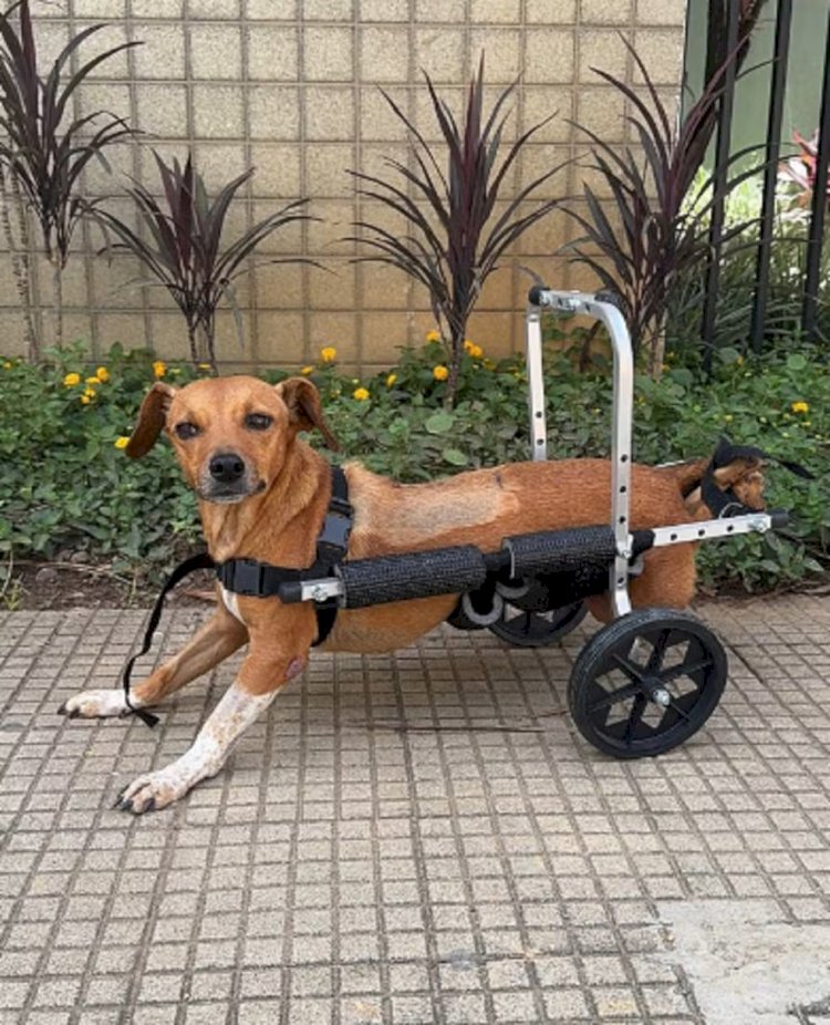 Polícia Civil resgata cadela paraplégica após temporais em Ubá