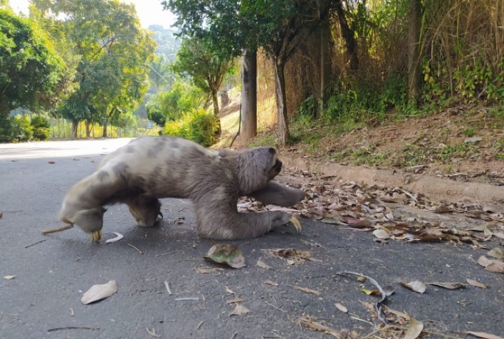 Animais silvestres são vistos com maior frequência no campus da UFV