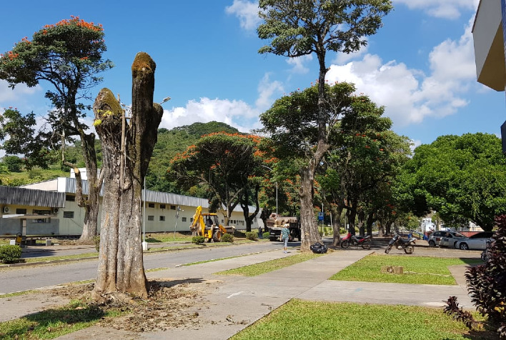 UFV corta 65 árvores da reta em projeto de rearborização