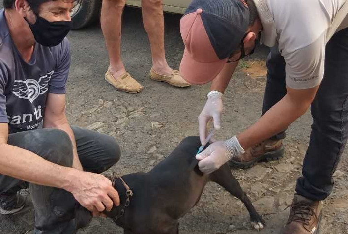 Mais de 4,3 mil animais foram vacinados contra a raiva em Viçosa