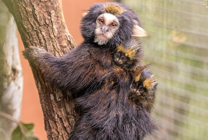 Filhotes de espécie rara de sagui nascem em Centro de Conservação da UFV