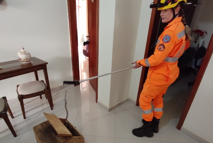 Cobra é capturada dentro de casa em Silvestre