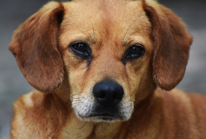 Criado em Viçosa o Fundo Municipal de Proteção aos Animais