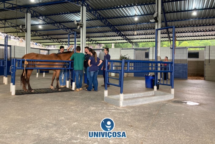 Univiçosa oferece atendimento veterinário gratuito para animais de grande porte