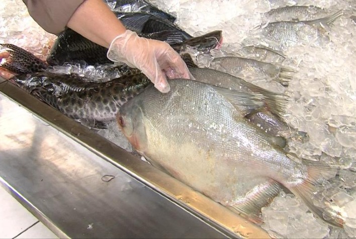 Emater orienta sobre os cuidados ao adquirir peixes para a Semana Santa