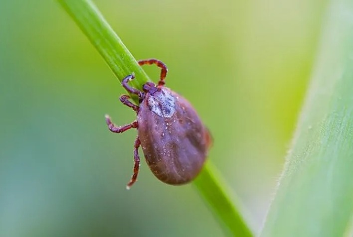 MG tem casos e óbitos por febre maculosa confirmados em 2023