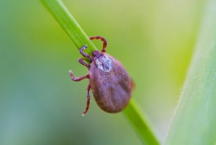 Vigilância investiga casos suspeitos de febre maculosa em Viçosa