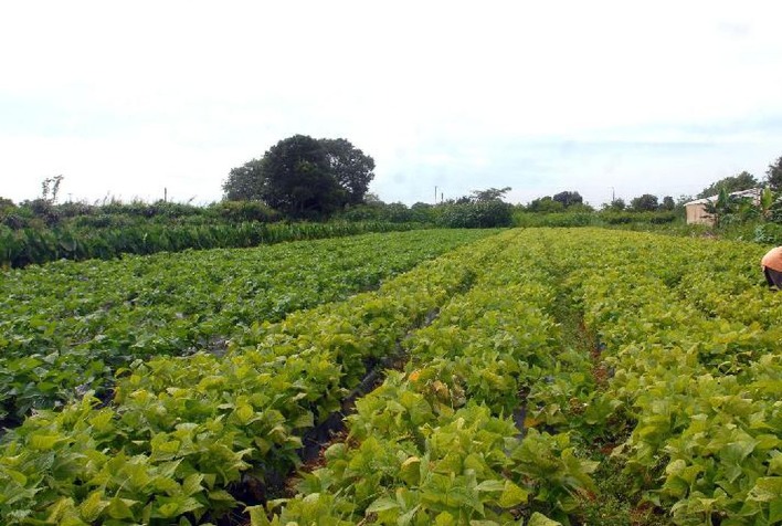 Prefeitura realiza emissão de CCIR a produtores rurais de Viçosa