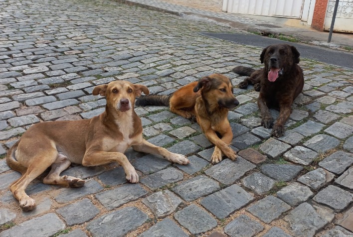 Conferência sobre população de animais em situação de rua acontece nesta semana na UFV