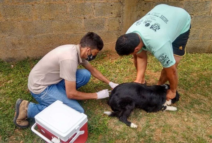 Vacinação antirrábica começa neste sábado; confira os bairros