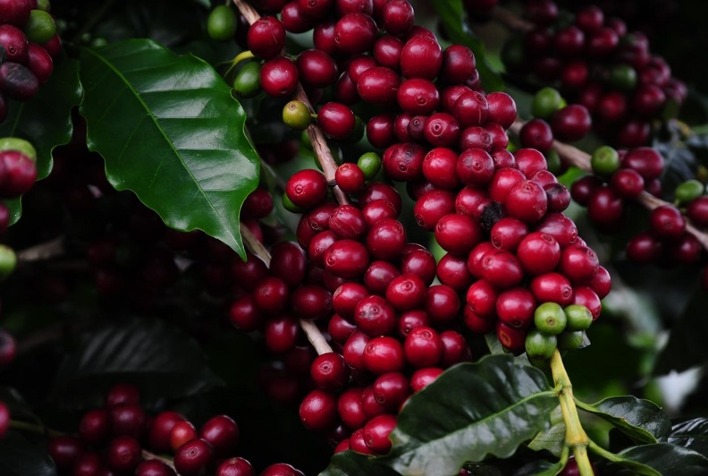 Inscrições para o Concurso de Qualidade dos Cafés de Minas terminam na próxima semana