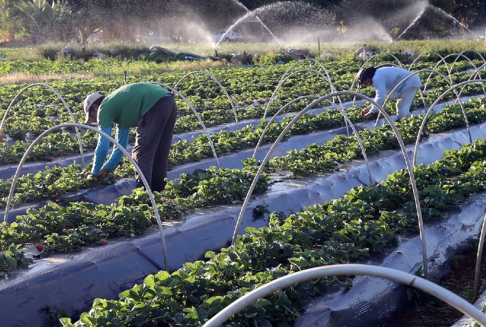 Câmara: projeto que institui Política de Compras da Agricultura Familiar é aprovado em 1ª votação