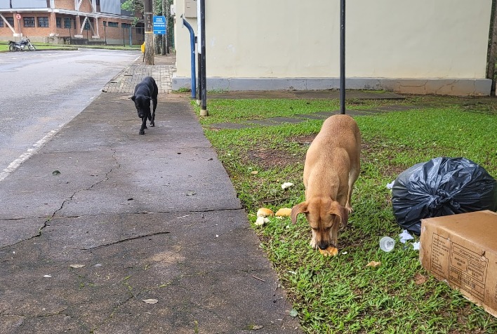 Prefeitura se compromete a criar mecanismos de controle populacional de cães e gatos em Viçosa