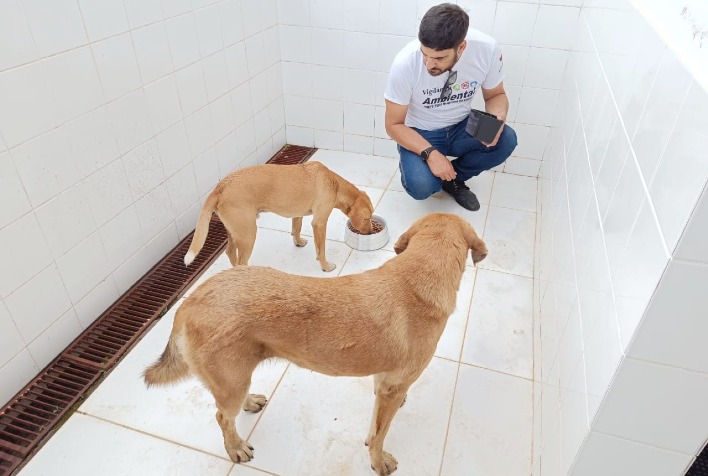 Cães recolhidos na UFV serão adestrados para incentivar adoção