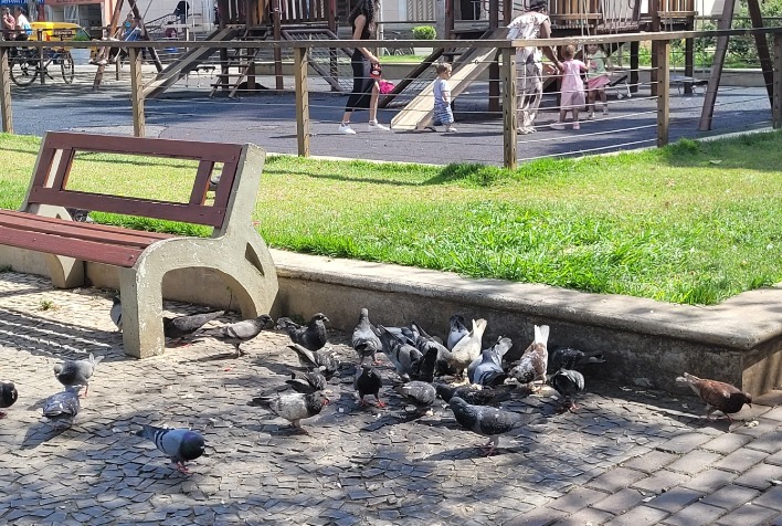 Câmara vota PL que proíbe criação e alimentação de pombos em locais de acesso público