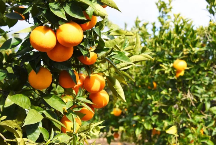 Publicada Lei que institui o Polo de Fruticultura de Visconde do Rio Branco