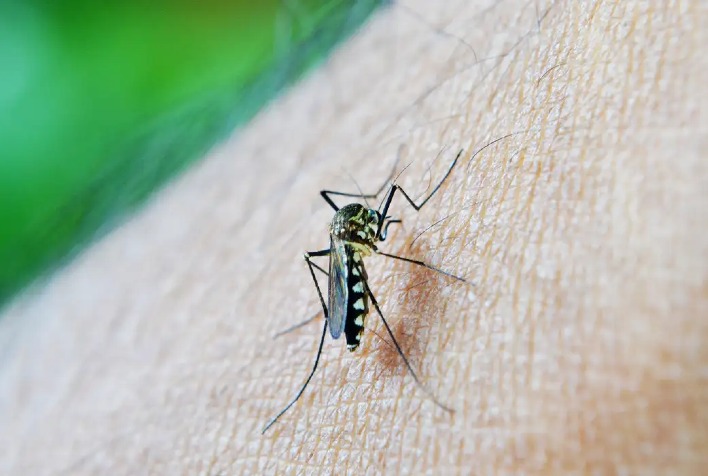 Viçosa promove Dia D de combate ao Aedes aegypti neste sábado