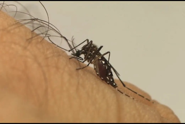 Viçosa entra em situação de alto risco de dengue