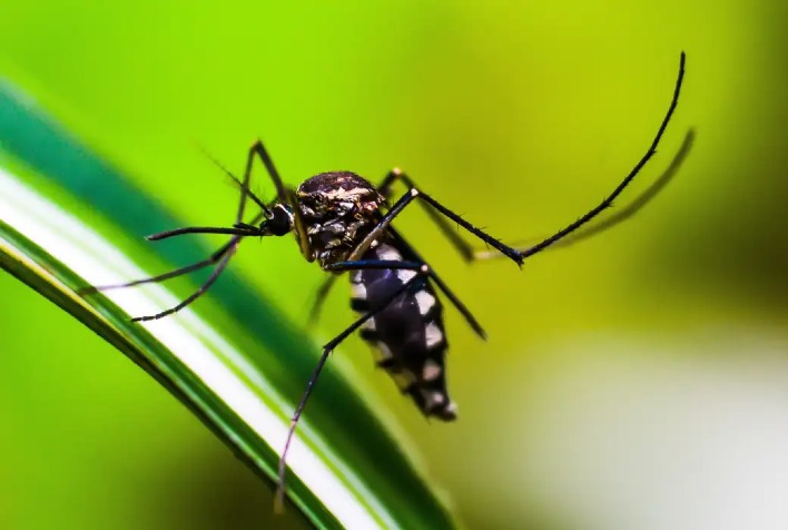Viçosa continua em situação de muito alto risco de dengue